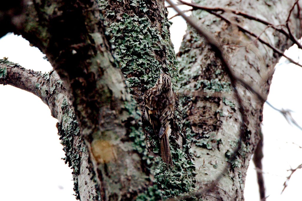 Brown Creeper.jpg - Brown Creeper photographed by Sabrina Nicholson